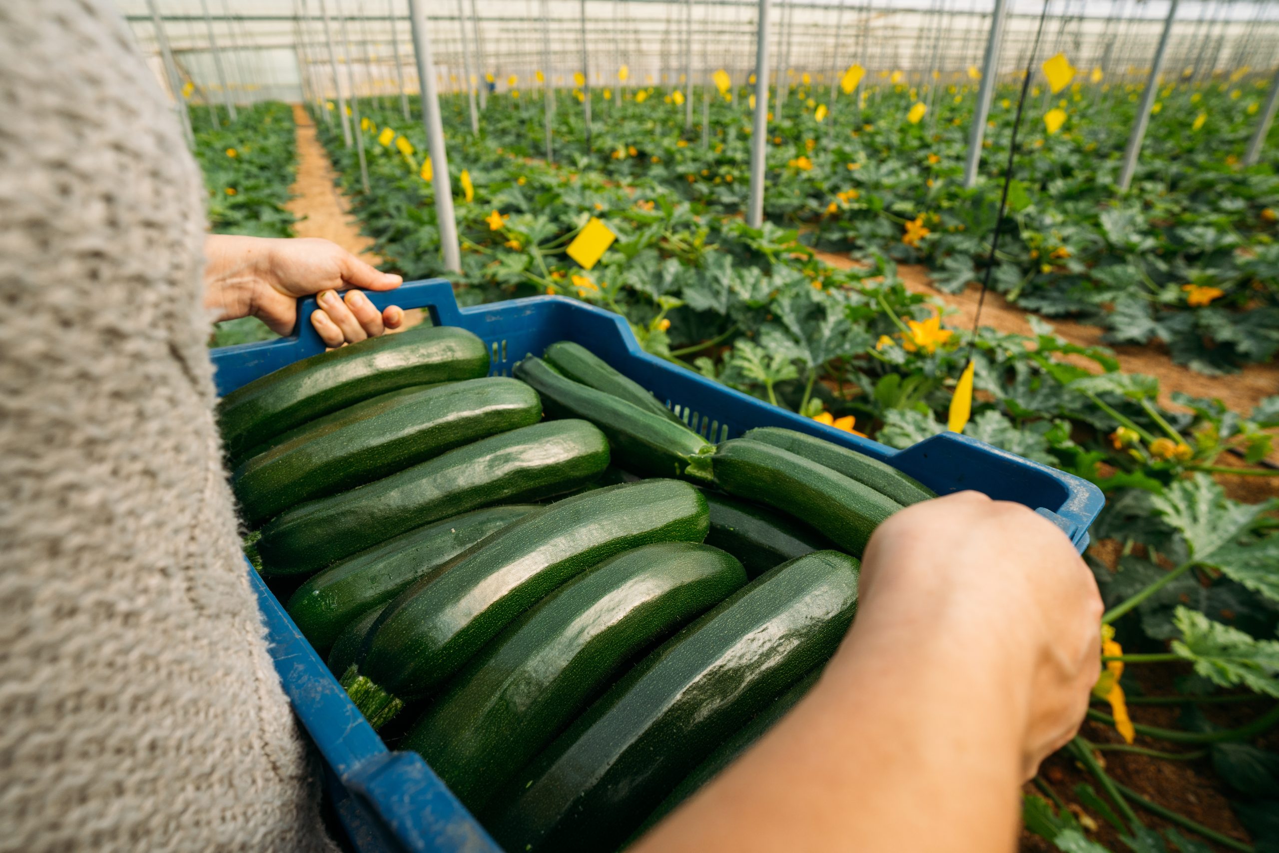 Everything You Need to Know About Zucchini