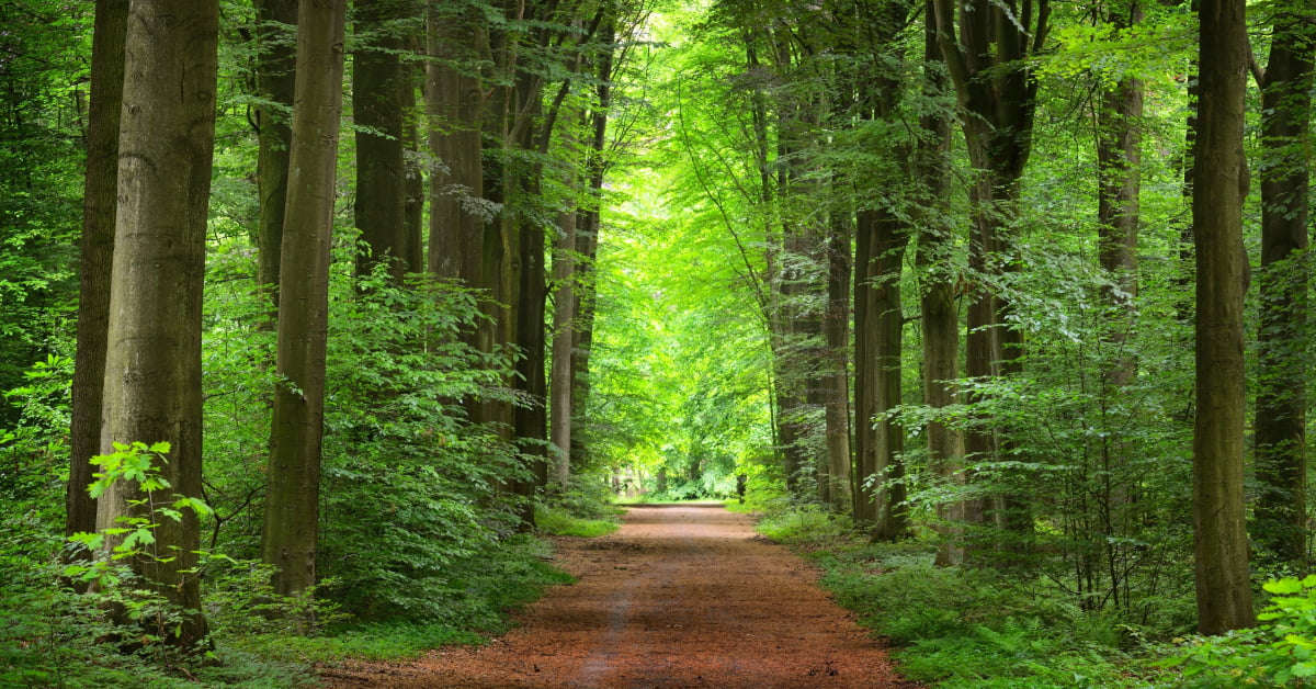 How Immersion With Nature Benefits Your Health